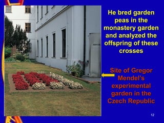 12
He bred gardenHe bred garden
peas in thepeas in the
monastery gardenmonastery garden
and analyzed theand analyzed the
offspring of theseoffspring of these
crossescrosses
Site of GregorSite of Gregor
Mendel’sMendel’s
experimentalexperimental
garden in thegarden in the
Czech RepublicCzech Republic
 