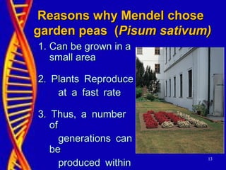 13
Reasons why Mendel choseReasons why Mendel chose
garden peas (garden peas (Pisum sativum)Pisum sativum)
1.1. Can be grown in aCan be grown in a
small areasmall area
.2 Plants Reproduce.2 Plants Reproduce
at a fast rateat a fast rate
. ,3 Thus a number. ,3 Thus a number
ofof
generations cangenerations can
bebe
produced withinproduced within
 