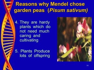 14
Reasons why Mendel choseReasons why Mendel chose
garden peas (garden peas (Pisum sativum)Pisum sativum)
.4.4 They are hardyThey are hardy
plants which doplants which do
not need muchnot need much
caring andcaring and
cultivatingcultivating
.5 Plants Produce.5 Plants Produce
lots of offspringlots of offspring
 