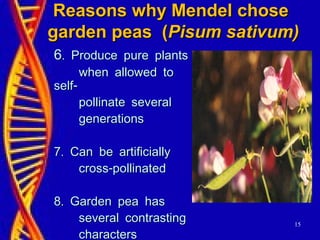 15
Reasons why Mendel choseReasons why Mendel chose
garden peas (garden peas (Pisum sativum)Pisum sativum)
66. Produce pure plants. Produce pure plants
when allowed towhen allowed to
-self-self
pollinate severalpollinate several
generationsgenerations
.7 Can be artificially.7 Can be artificially
-cross pollinated-cross pollinated
.8 Garden pea has.8 Garden pea has
several contrastingseveral contrasting
characterscharacters
 