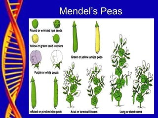 Mendel’s Peas
 