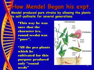 19
How Mendel Began his expt.How Mendel Began his expt.
Mendel produced pure strains by allowing the plantsMendel produced pure strains by allowing the plants
to self-pollinate for several generationsto self-pollinate for several generations
This way he was
sure that the
character (ex.
round seeds) was
“pure”.
All the pea plants
which he
cultivated for this
purpose produced
only “round
seeds”
 