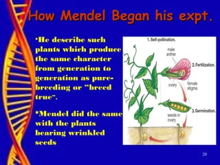 20
How Mendel Began his expt.How Mendel Began his expt.
•He describe such
plants which produce
the same character
from generation to
generation as pure-
breeding or “breed
true”.
Mendel did the same
with the plants
bearing wrinkled
seeds
 