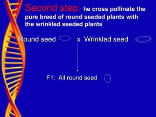 Second step: he cross pollinate the
pure breed of round seeded plants with
the wrinkled seeded plants
Round seed x Wrinkled seedRound seed x Wrinkled seed
F1: All round seedF1: All round seed
 
