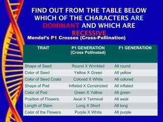 TRAIT P1 GENERATION
(Cross Pollinated)
F1 GENERATION
Shape of Seed Round X Wrinkled All round
Color of Seed Yellow X Green All yellow
Color of Seed Coats Colored X White All colored
Shape of Pod Inflated X Constricted All inflated
Color of Pod Green X Yellow All green
Position of Flowers Axial X Terminal All axial
Length of Stem Long X Short All long
Color of the Flowers Purple X White All purple
FIND OUT FROM THE TABLE BELOW
WHICH OF THE CHARACTERS ARE
DOMINANT AND WHICH ARE
RECESSIVE
Mendel’s P1 Crosses (Cross-Pollination)
 