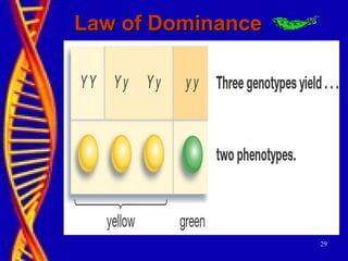 Law of DominanceLaw of Dominance
29
 