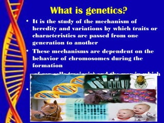 What is genetics?
• It is the study of the mechanism of
heredity and variations by which traits or
characteristics are passed from one
generation to another
• These mechanisms are dependent on the
behavior of chromosomes during the
formation
of sex cells (meiosis) and the way in which
this
• cells are brought together in fertilization
 