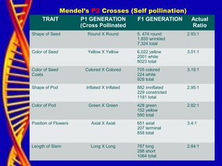TRAIT P1 GENERATION
(Cross Pollinated
F1 GENERATION Actual
Ratio
Shape of Seed Round X Round 5, 474 round
1,850 wrinkled
7,324 total
2.93:1
Color of Seed Yellow X Yellow 6,022 yellow
2001 white
8023 total
3.01:1
Color of Seed
Coats
Colored X Colored 705 colored
224 white
929 total
3.15:1
Shape of Pod Inflated X Inflated 882 imnflated
229 constricted
1181 total
2.95:1
Color of Pod Green X Green 428 green
152 yellow
580 total
2.82:1
Position of Flowers Axial X Axial 651 axial
207 terminal
858 total
3.4:1
Length of Stem Long X Long 787 long
288 short
1064 total
2.84:1
Mendel’s P2 Crosses (Self pollination)
 