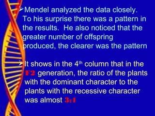Mendel analyzed the data closely.
To his surprise there was a pattern in
the results. He also noticed that the
greater number of offspring
produced, the clearer was the pattern
It shows in the 4th
column that in the
F2 generation, the ratio of the plants
with the dominant character to the
plants with the recessive character
was almost 3:1
 