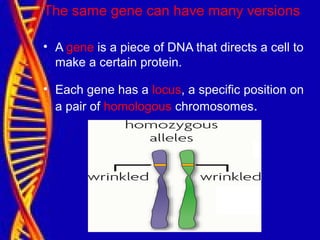 The same gene can have many versions
• A gene is a piece of DNA that directs a cell to
make a certain protein.
• Each gene has a locus, a specific position on
a pair of homologous chromosomes.
 