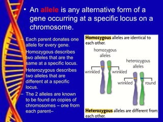 • An allele is any alternative form of a
gene occurring at a specific locus on a
chromosome.
– Each parent donates one
allele for every gene.
– Homozygous describes
two alleles that are the
same at a specific locus.
– Heterozygous describes
two alleles that are
different at a specific
locus.
– The 2 alleles are known
to be found on copies of
chromosomes – one from
each parent–
 