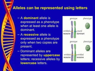 Alleles can be represented using letters
– A dominant allele is
expressed as a phenotype
when at least one allele is
dominant.
– A recessive allele is
expressed as a phenotype
only when two copies are
present.
– Dominant alleles are
represented by uppercase
letters; recessive alleles by
lowercase letters.
 