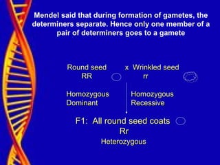 Mendel said that during formation of gametes, the
determiners separate. Hence only one member of a
pair of determiners goes to a gamete
HomozygousHomozygous
DominantDominant
HomozygousHomozygous
RecessiveRecessive
HeterozygousHeterozygous
Round seed x Wrinkled seedRound seed x Wrinkled seed
RR rrRR rr
F1: All round seed coatsF1: All round seed coats
RrRr
 