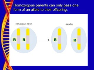 R R R R
Homozygous parents can only pass oneHomozygous parents can only pass one
form of an allele to their offspring.form of an allele to their offspring.
 