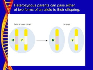 R r R r
Heterozygous parents can pass eitherHeterozygous parents can pass either
of two forms of an allele to their offspring.of two forms of an allele to their offspring.
 