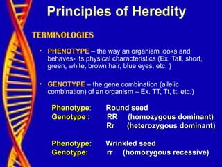 TERMINOLOGIES
• PHENOTYPE – the way an organism looks and
behaves- its physical characteristics (Ex. Tall, short,
green, white, brown hair, blue eyes, etc. )
• GENOTYPE – the gene combination (allelic
combination) of an organism – Ex. TT, Tt, tt, etc.)
PhenotypePhenotype:: Round seedRound seed
Genotype :Genotype : RR (homozygous dominant)RR (homozygous dominant)
Rr (heterozygous dominantRr (heterozygous dominant))
Phenotype:Phenotype: Wrinkled seedWrinkled seed
Genotype:Genotype: rr (homozygous recessive)rr (homozygous recessive)
Principles of Heredity
 