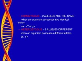 – HOMOZYGOUS – 2 ALLELES ARE THE SAME
when an organism possesses two identical
alleles.
ex. YY or yy
– HETEROZYGOUS – 2 ALLELES DIFFERENT
when an organism possesses different alleles.
ex. Yy
 