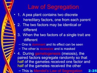 Law of Segregation
• 1. A pea plant contains two discrete
hereditary factors, one from each parent
• 2. The two factors may be identical or
different
• 3. When the two factors of a single trait are
• different
– One is dominant and its effect can be seen
– The other is recessive and is masked
• 4. During gametogenesis (meiosis), the
paired factors segregate randomly so that
half of the gametes received one factor and
half of the gametes received the other
– This is Mendel’s Law of Segregation 2-25
 
