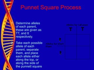Punnet Square Process
1. Determine alleles
of each parent,
these are given as
TT, and tt
respectively.
2. Take each possible
allele of each
parent, separate
them, and place
each allele either
along the top, or
along the side of
the punnett square.
 