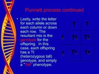 Punnett process continued
• Lastly, write the letter
for each allele across
each column or down
each row. The
resultant mix is the
genotype for the
offspring. In this
case, each offspring
has a Tt
(heterozygous tall)
genotype, and simply
a "Tall" phenotype.
 