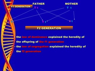 F1 GENERATIONF1 GENERATION
FATHERFATHER MOTHERMOTHER
T tT t T tT t
TT TT TT tt tt tt
F2 GENERATIONF2 GENERATION
- the- the law of dominancelaw of dominance explained the heredity ofexplained the heredity of
the offspring ofthe offspring of the f1 generationthe f1 generation
- the- the law of segregationlaw of segregation explained the heredity ofexplained the heredity of
thethe f2 generationf2 generation
 