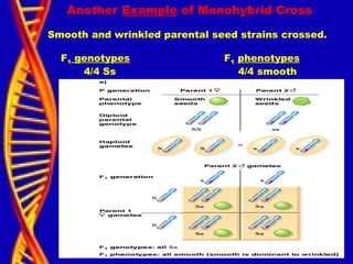 Another Example of Monohybrid Cross
Smooth and wrinkled parental seed strains crossed.
F1 genotypes F1 phenotypes
4/4 Ss 4/4 smooth
 
