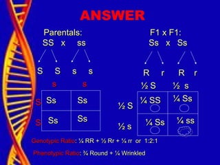 ANSWER
Parentals:Parentals:
SS x ssSS x ss
S S s sS S s s
SS
SS
s ss s
F1 x F1:F1 x F1:
Ss x SsSs x Ss
R r R rR r R r
½ S½ S
½ s½ s
½ S ½ s½ S ½ s
¼ SS¼ SS ¼ Ss¼ Ss
¼ Ss¼ Ss ¼ ss¼ ss
SsSs SsSs
SsSs SsSs
Genotypic RatioGenotypic Ratio: ¼ RR + ½ Rr + ¼ rr or 1:2:1: ¼ RR + ½ Rr + ¼ rr or 1:2:1
Phenotypic RatioPhenotypic Ratio: ¾ Round + ¼ Wrinkled: ¾ Round + ¼ Wrinkled
 