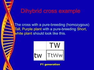 Dihybrid cross example
• The cross with a pure-breeding (homozygous)
Tall, Purple plant with a pure-breeding Short,
white plant should look like this.
F1 generationF1 generation
 