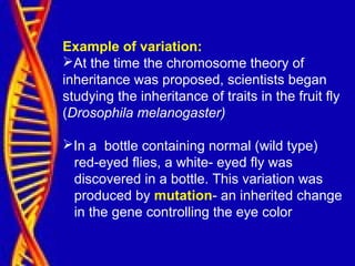 Example of variation:
At the time the chromosome theory of
inheritance was proposed, scientists began
studying the inheritance of traits in the fruit fly
(Drosophila melanogaster)
In a bottle containing normal (wild type)
red-eyed flies, a white- eyed fly was
discovered in a bottle. This variation was
produced by mutation- an inherited change
in the gene controlling the eye color
 