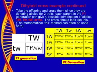 Dihybrid cross example continued
• Take the offspring and cross them since they are
donating alleles for 2 traits, each parent in the F1
generation can give 4 possible combination of alleles.
TW, Tw, tW, or tw. The cross should look like this.
(The mathematical “foil” method can often be used
here)
F2 GenerationF2 Generation
F1 generationF1 generation
 
