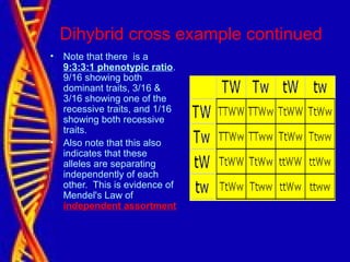 Dihybrid cross example continued
• Note that there is a
9:3:3:1 phenotypic ratio.
9/16 showing both
dominant traits, 3/16 &
3/16 showing one of the
recessive traits, and 1/16
showing both recessive
traits.
• Also note that this also
indicates that these
alleles are separating
independently of each
other. This is evidence of
Mendel's Law of
independent assortment
 
