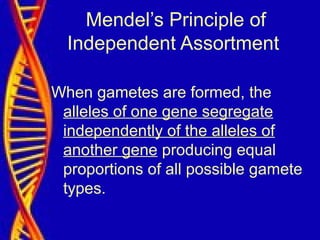 Mendel’s Principle of
Independent Assortment
When gametes are formed, the
alleles of one gene segregate
independently of the alleles of
another gene producing equal
proportions of all possible gamete
types.
 