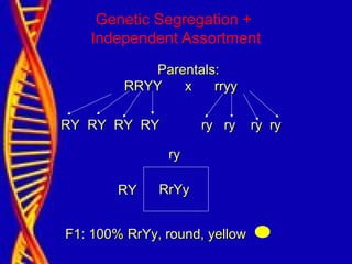 Genetic Segregation +
Independent Assortment
Parentals:Parentals:
RRYY x rryyRRYY x rryy
RY RY RY RY ry ry ry ryRY RY RY RY ry ry ry ry
ryry
RYRY RrYyRrYy
F1: 100% RrYy, round, yellowF1: 100% RrYy, round, yellow
 