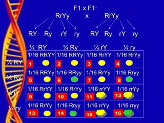 F1 x F1:
RrYy x RrYy
RY Ry rY ry RY Ry rY ry
¼ RY ¼ Ry ¼ rY ¼ ry
¼ RY
¼ Ry
¼ rY
¼ ry
1/16 RRYY 1/16 RRYy 1/16 RrYY 1/16 RrYy
1/16 RRYy 1/16 RRyy 1/16 RrYy 1/16 Rryy
1/16 RrYY 1/16 RrYy 1/16 rrYY 1/16 rrYy
1/16 RrYy 1/16 Rryy 1/16 rrYy 1/16 rryy
1 432
9
8765
16151413
10 11 13
 