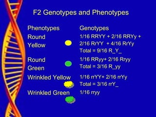 F2 Genotypes and PhenotypesF2 Genotypes and Phenotypes
PhenotypesPhenotypes GenotypesGenotypes
RoundRound
YellowYellow
1/16 RRYY + 2/16 RRYy +1/16 RRYY + 2/16 RRYy +
2/16 RrYY + 4/16 RrYy2/16 RrYY + 4/16 RrYy
Total = 9/16 R_Y_Total = 9/16 R_Y_
RoundRound
GreenGreen
1/16 RRyy+ 2/16 Rryy1/16 RRyy+ 2/16 Rryy
Total = 3/16 R_yyTotal = 3/16 R_yy
Wrinkled YellowWrinkled Yellow 1/16 rrYY+ 2/16 rrYy1/16 rrYY+ 2/16 rrYy
Total = 3/16 rrY_Total = 3/16 rrY_
Wrinkled GreenWrinkled Green 1/16 rryy1/16 rryy
 