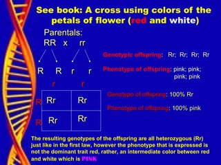 See book: A cross using colors of the
petals of flower (red and white)
Parentals:Parentals:
RR x rrRR x rr
R R r rR R r r
RR
RR
r rr r
RrRr RrRr
RrRr RrRr
Genotype of offspringGenotype of offspring: 100% Rr: 100% Rr
Phenotype of offspringPhenotype of offspring: 100% pink: 100% pink
Genotypic offspring: Rr; Rr; Rr; Rr
Phenotype of offspring: pink; pink;
pink; pink
The resulting genotypes of the offspring are all heterozygous (Rr)
just like in the first law, however the phenotype that is expressed is
not the dominant trait red, rather, an intermediate color between red
and white which is PINK
 