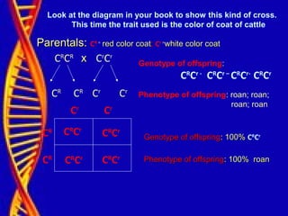 Look at the diagram in your book to show this kind of cross.
This time the trait used is the color of coat of cattle
Parentals:Parentals: CR =
red color coatred color coat;; Cr =
white color coatwhite color coat
CR
CR
xx Cr
Cr
CR
CR
Cr
Cr
CR
CR
Cr
Cr
CR
Cr
Genotype of offspringGenotype of offspring: 100%: 100% CR
Cr
Phenotype of offspringPhenotype of offspring: 100% roan: 100% roan
Genotype of offspring:
CR
Cr -
CR
Cr –
CR
Cr-
CR
Cr
Phenotype of offspring: roan; roan;
roan; roan
CR
Cr
CR
Cr
CR
Cr
 