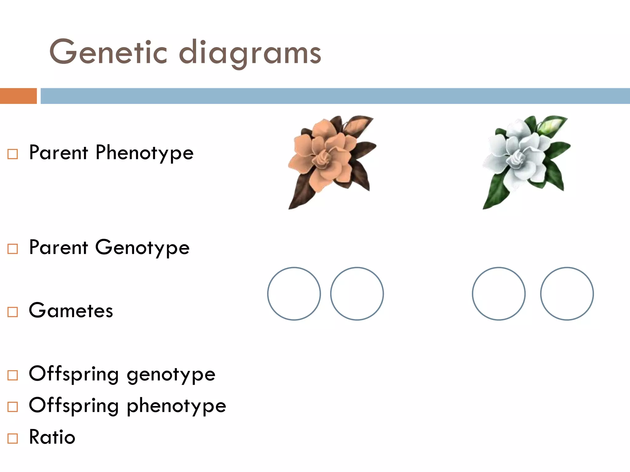 Genetic diagrams
 Parent Phenotype
 Parent Genotype
 Gametes
 Offspring genotype
 Offspring phenotype
 Ratio
 
