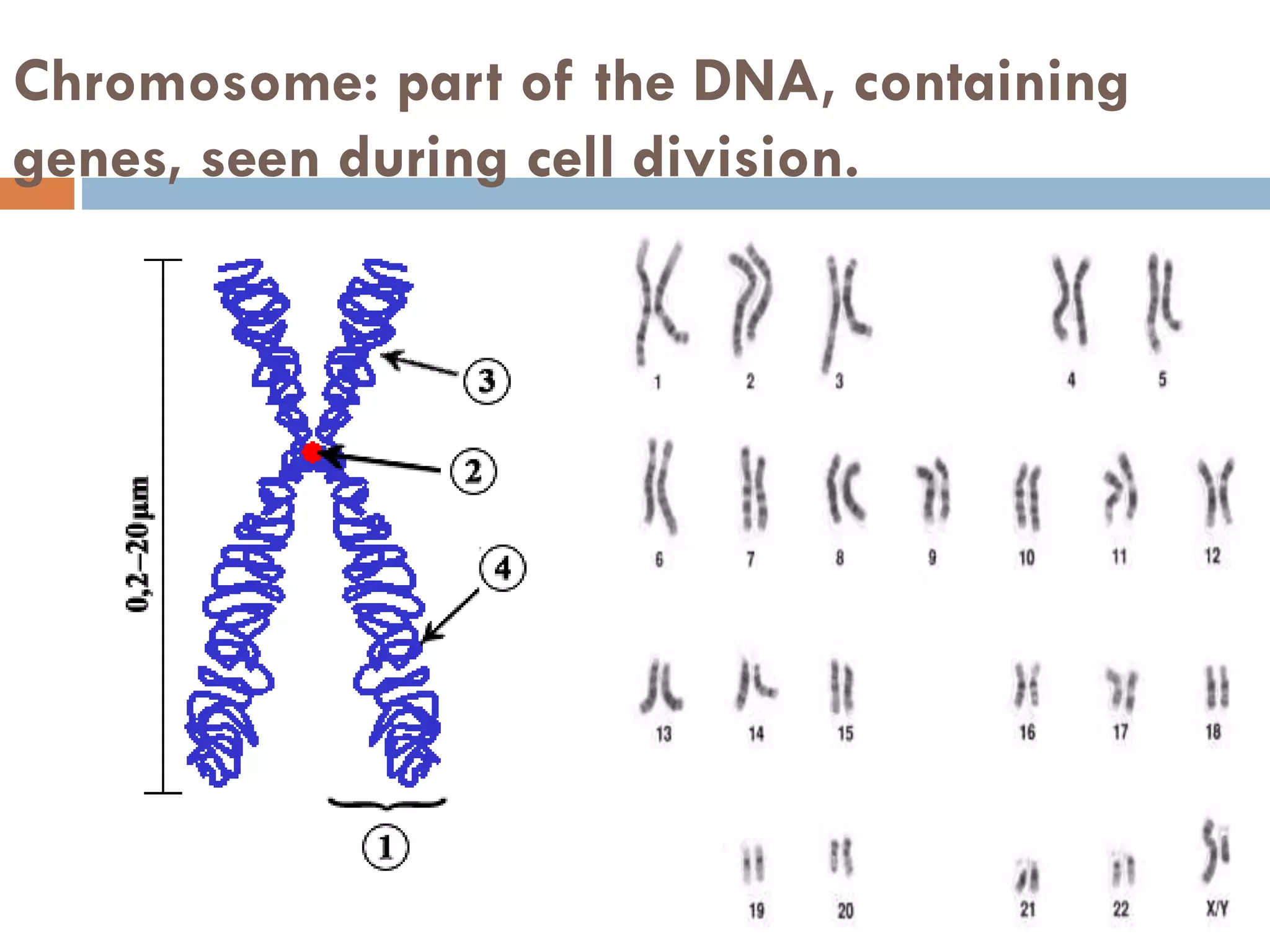 Chromosome: part of the DNA, containing
genes, seen during cell division.
 