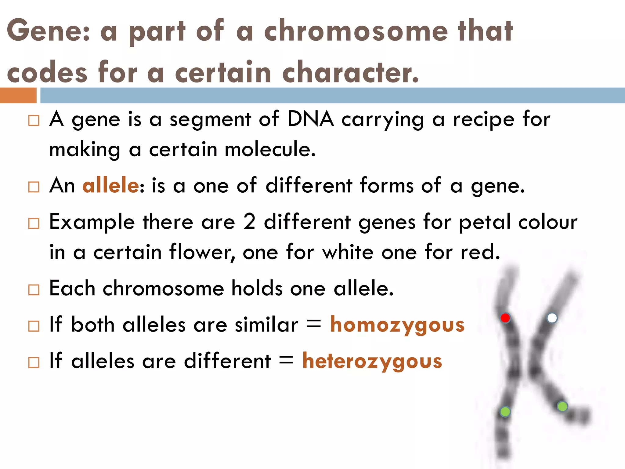 Gene: a part of a chromosome that
codes for a certain character.
 A gene is a segment of DNA carrying a recipe for
making a certain molecule.
 An allele: is a one of different forms of a gene.
 Example there are 2 different genes for petal colour
in a certain flower, one for white one for red.
 Each chromosome holds one allele.
 If both alleles are similar = homozygous
 If alleles are different = heterozygous
 