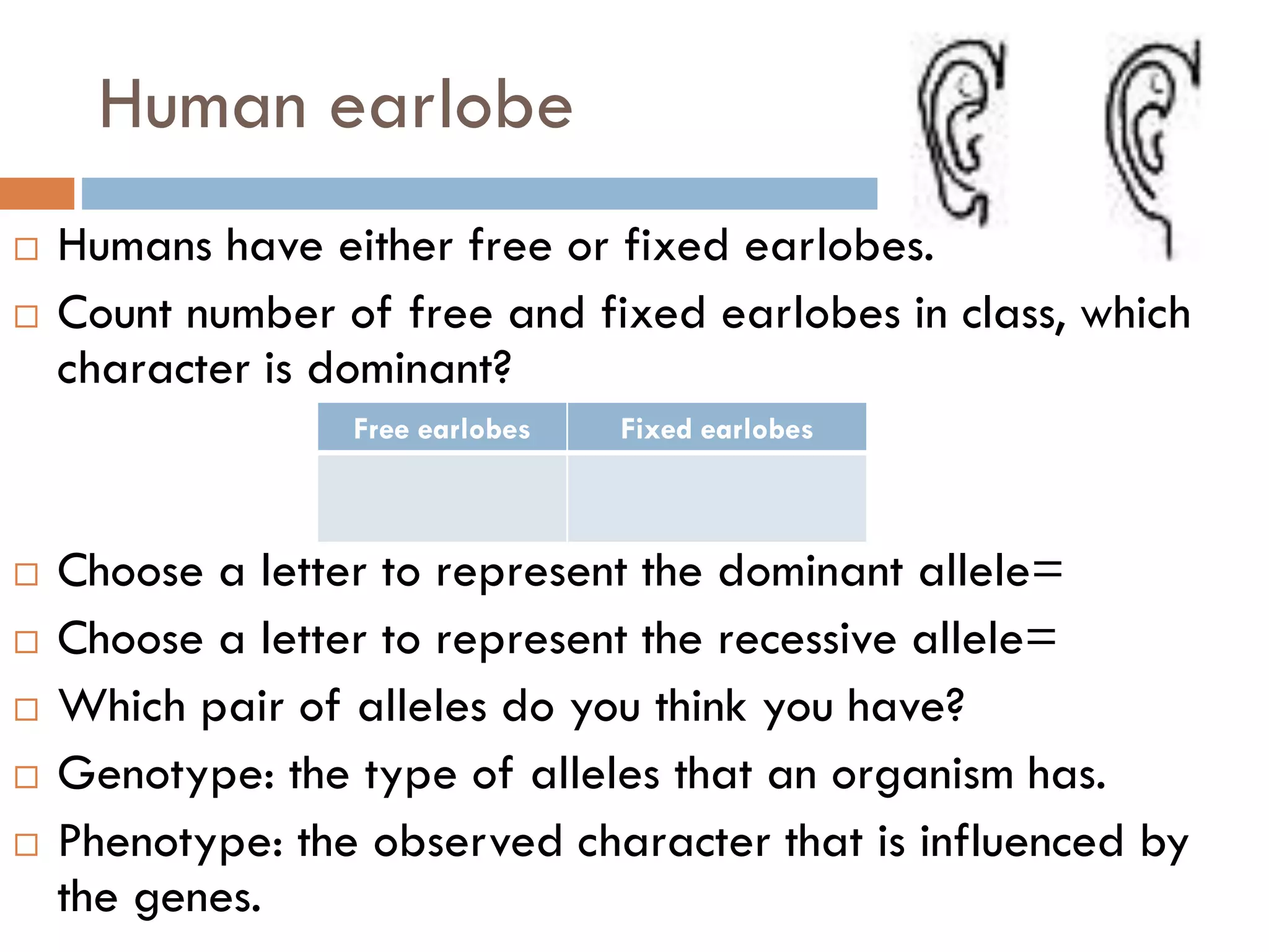 Human earlobe
 Humans have either free or fixed earlobes.
 Count number of free and fixed earlobes in class, which
character is dominant?
 Choose a letter to represent the dominant allele=
 Choose a letter to represent the recessive allele=
 Which pair of alleles do you think you have?
 Genotype: the type of alleles that an organism has.
 Phenotype: the observed character that is influenced by
the genes.
Free earlobes Fixed earlobes
 