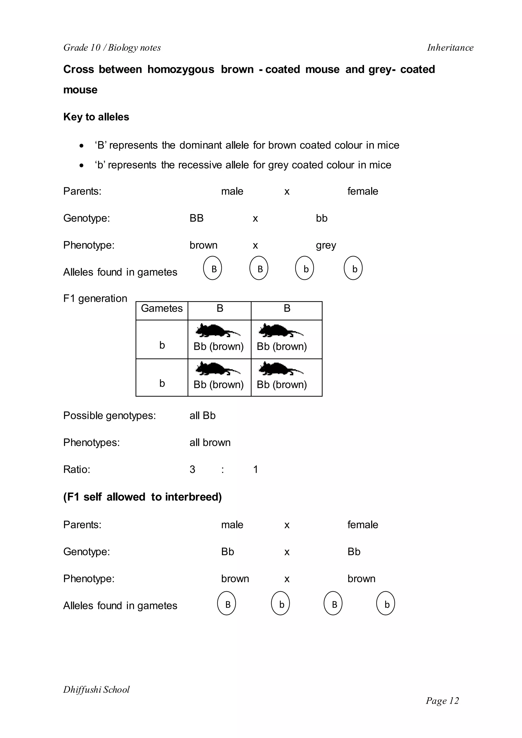 Grade 10 / Biology notes Inheritance 
Cross between homozygous brown - coated mouse and grey- coated 
mouse 
Dhiffushi School 
Page 12 
Key to alleles 
 ‘B’ represents the dominant allele for brown coated colour in mice 
 ‘b’ represents the recessive allele for grey coated colour in mice 
Parents: male x female 
Genotype: BB x bb 
Phenotype: brown x grey 
Alleles found in gametes 
F1 generation 
Gametes B B 
b Bb (brown) Bb (brown) 
b Bb (brown) Bb (brown) 
Possible genotypes: all Bb 
Phenotypes: all brown 
Ratio: 3 : 1 
(F1 self allowed to interbreed) 
Parents: male x female 
Genotype: Bb x Bb 
Phenotype: brown x brown 
Alleles found in gametes 
B B b b 
B b B b 
 