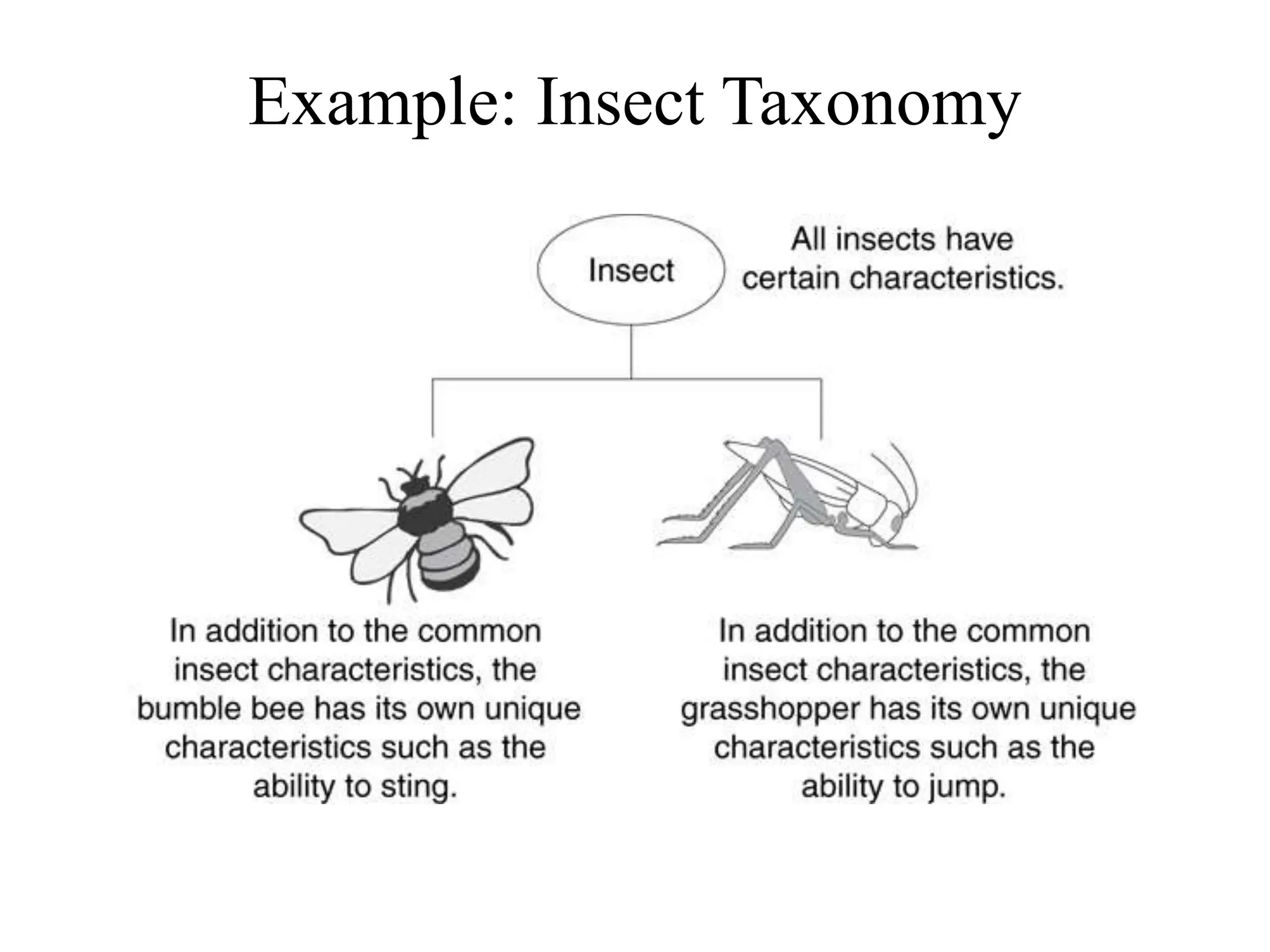 Example: Insect Taxonomy
 