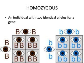 HOMOZYGOUS
• An individual with two identical alleles for a
gene
 