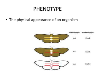 PHENOTYPE
• The physical appearance of an organism
 