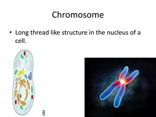 Chromosome
• Long thread like structure in the nucleus of a
cell.
 