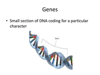 Genes
• Small section of DNA coding for a particular
character
 