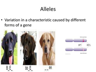 Alleles
• Variation in a characteristic caused by different
forms of a gene
 