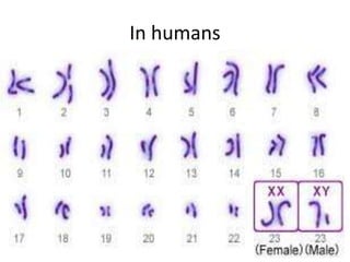In humans
 