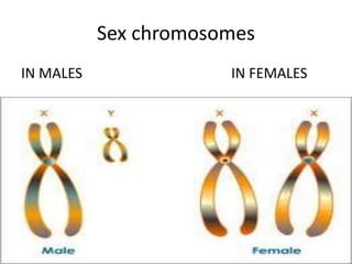 Sex chromosomes
IN MALES IN FEMALES
 